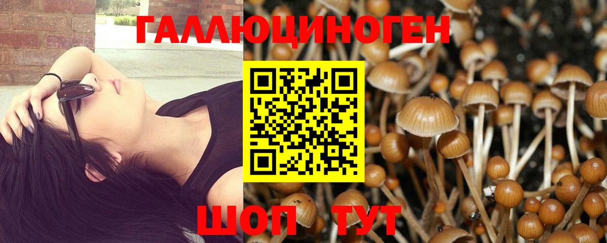 Галлюциногенные грибы Psilocybine cubensis  цена   Кохма  Вход с VPN 
